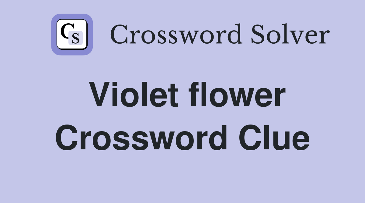 Violet flower Crossword Clue