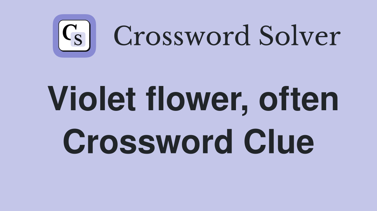 Violet flower, often Crossword Clue