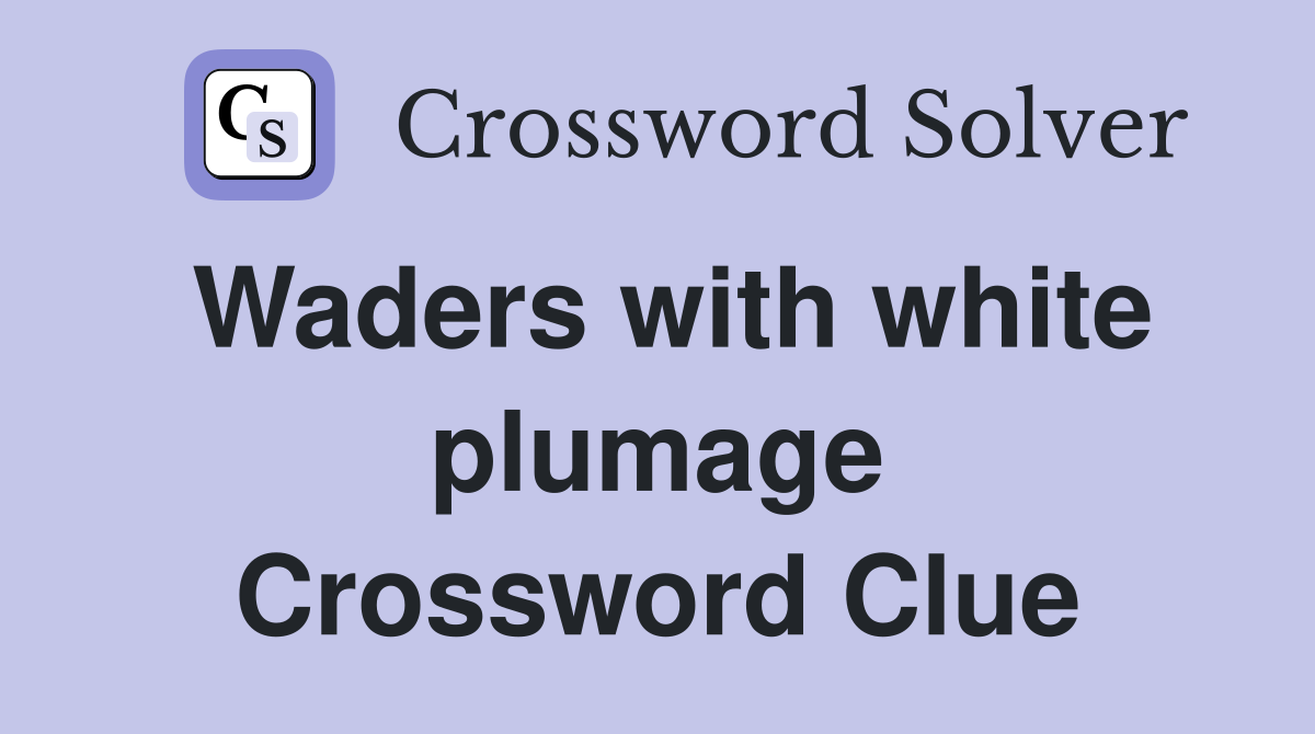 Waders with white plumage Crossword Clue