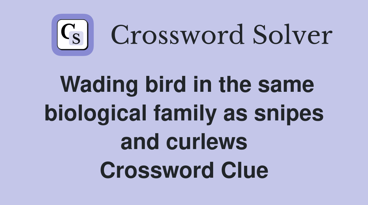 Wading bird in the same biological family as snipes and curlews Crossword Clue