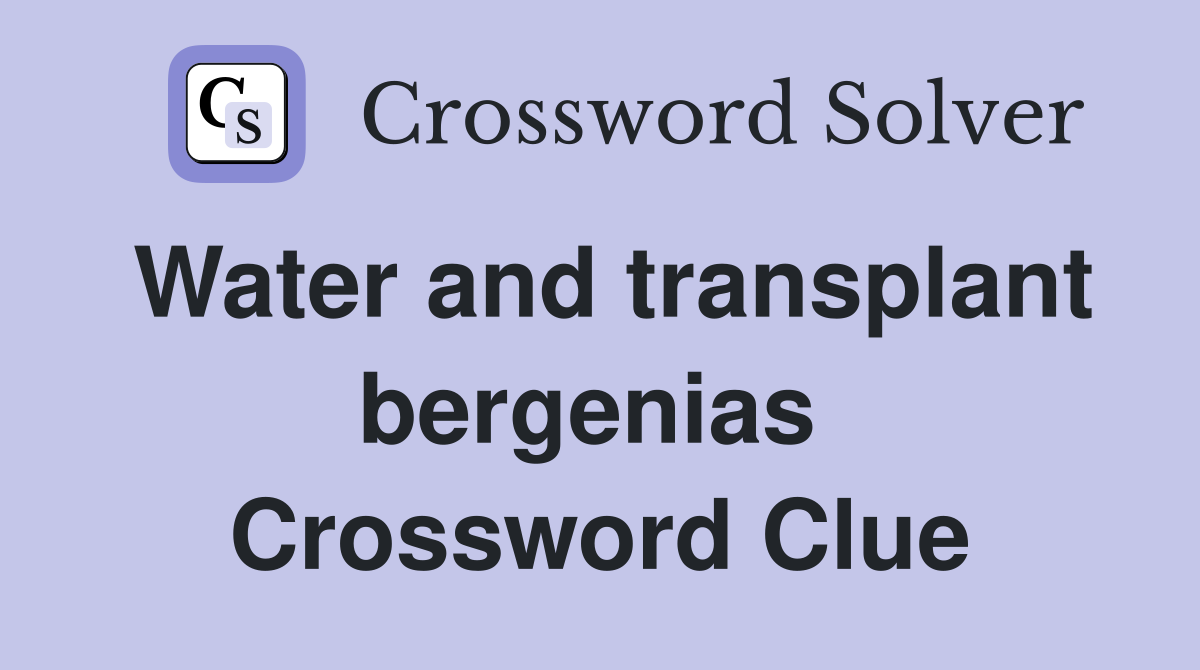 Water and transplant bergenias  Crossword Clue
