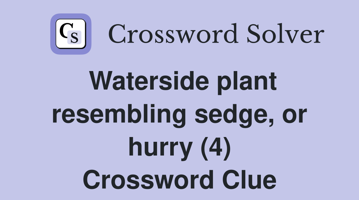 Waterside plant resembling sedge, or hurry (4) Crossword Clue