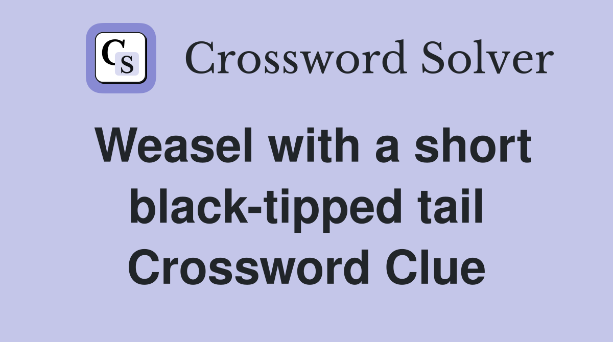 Weasel with a short black-tipped tail Crossword Clue