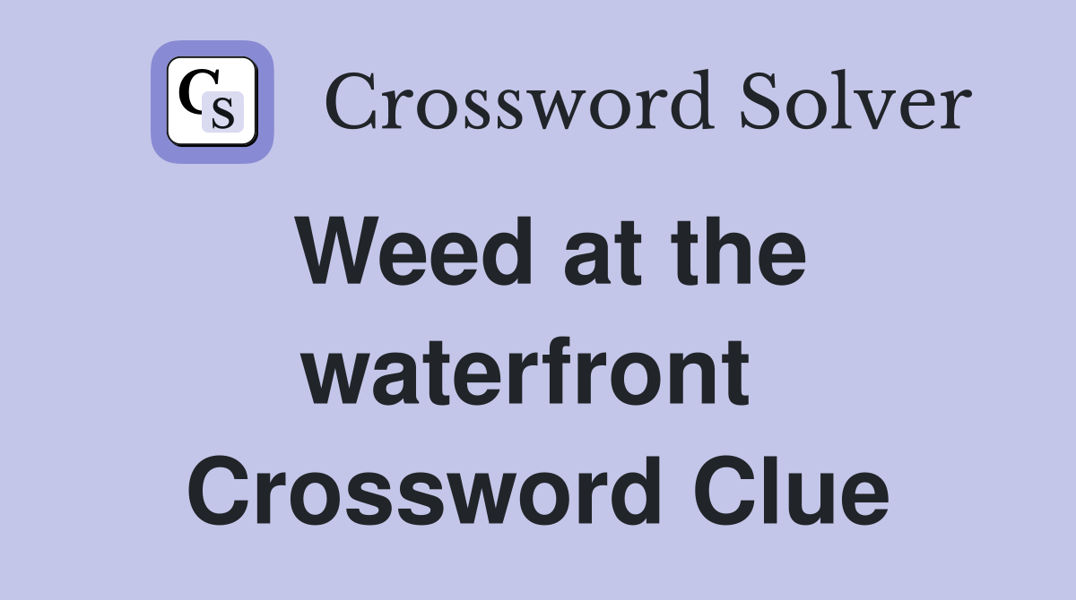 Weed at the waterfront  Crossword Clue