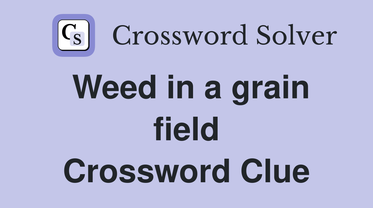 Weed in a grain field Crossword Clue