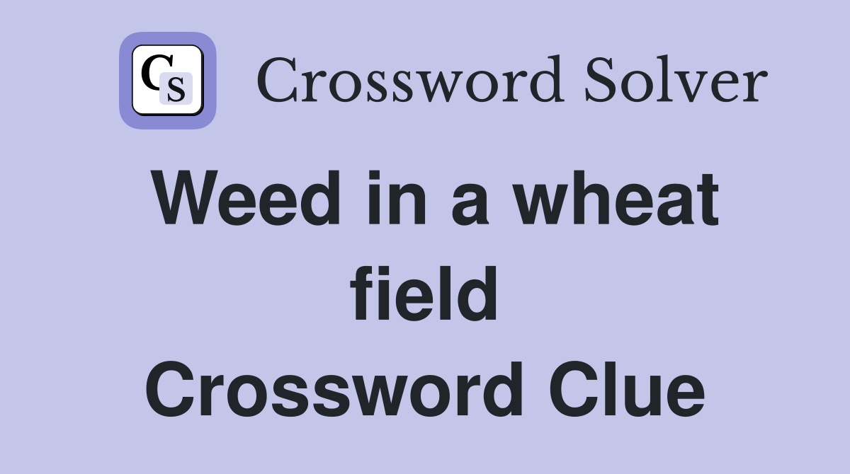 Weed in a wheat field Crossword Clue