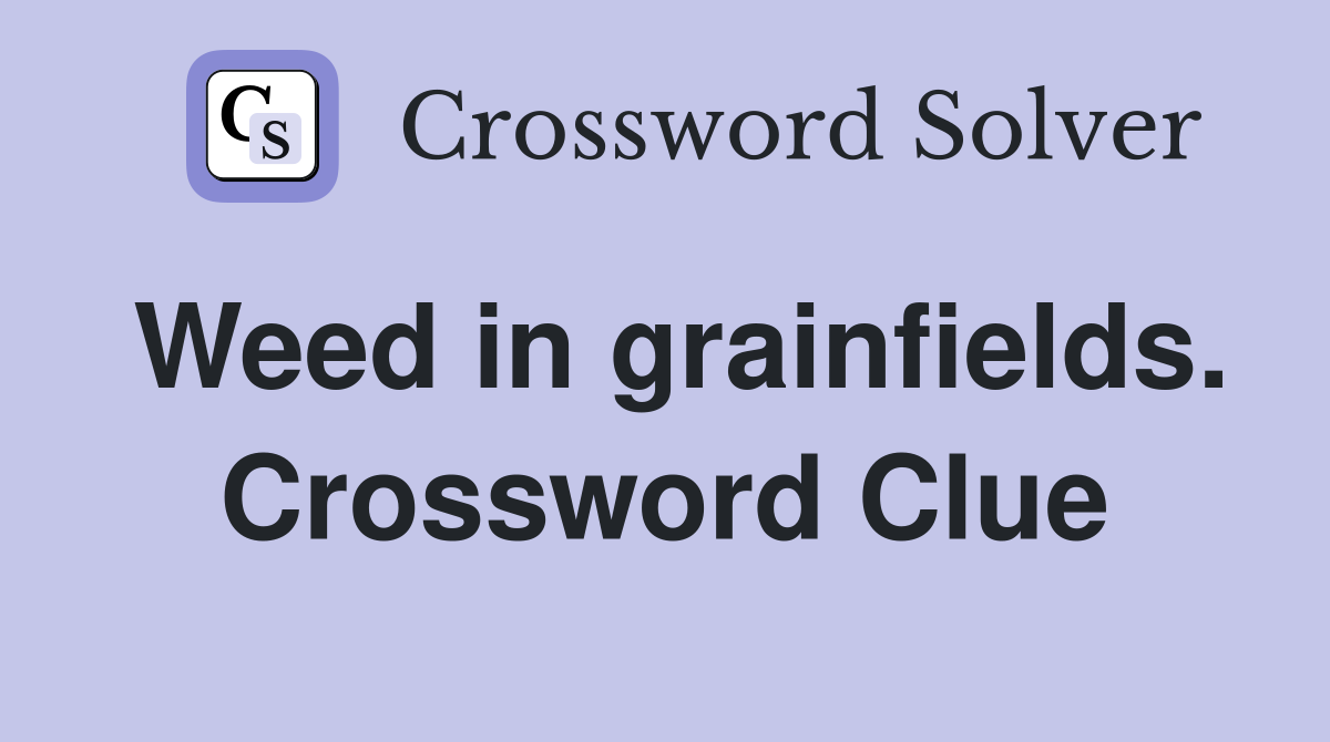 Weed in grainfields. Crossword Clue