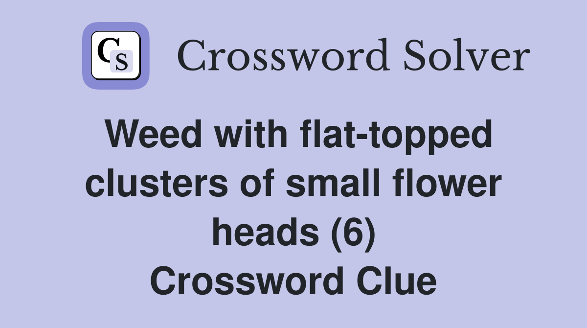 Weed with flat-topped clusters of small flower heads (6) Crossword Clue