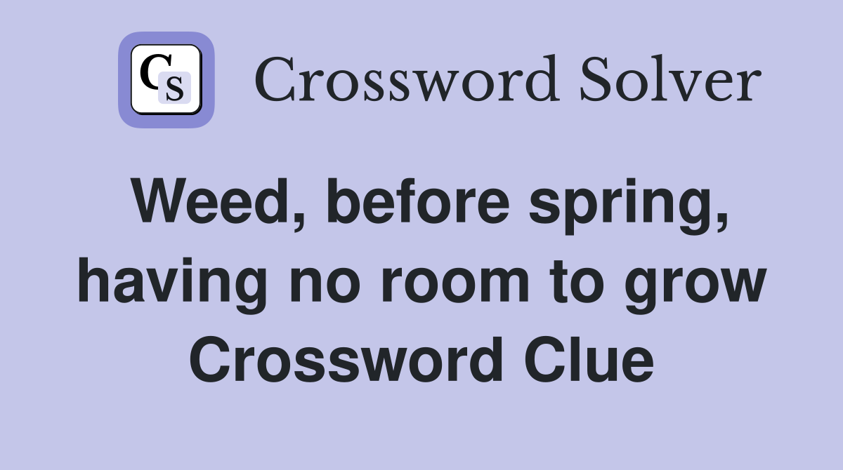 Weed, before spring, having no room to grow Crossword Clue