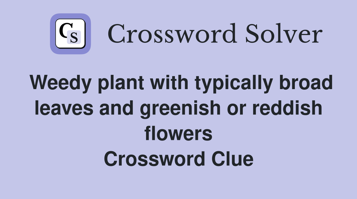 Weedy plant with typically broad leaves and greenish or reddish flowers Crossword Clue
