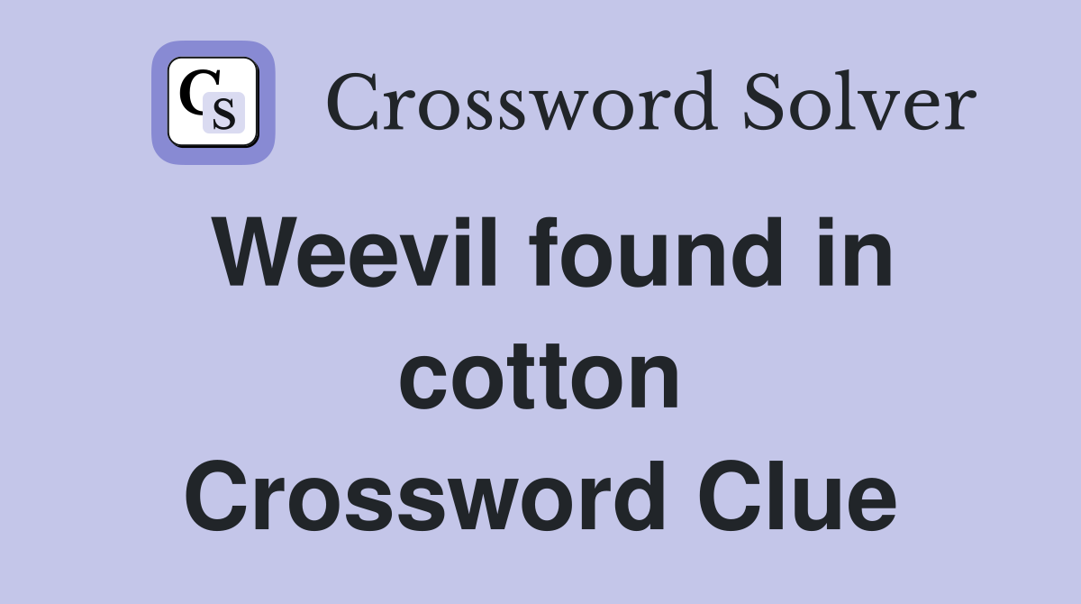 Weevil found in cotton Crossword Clue