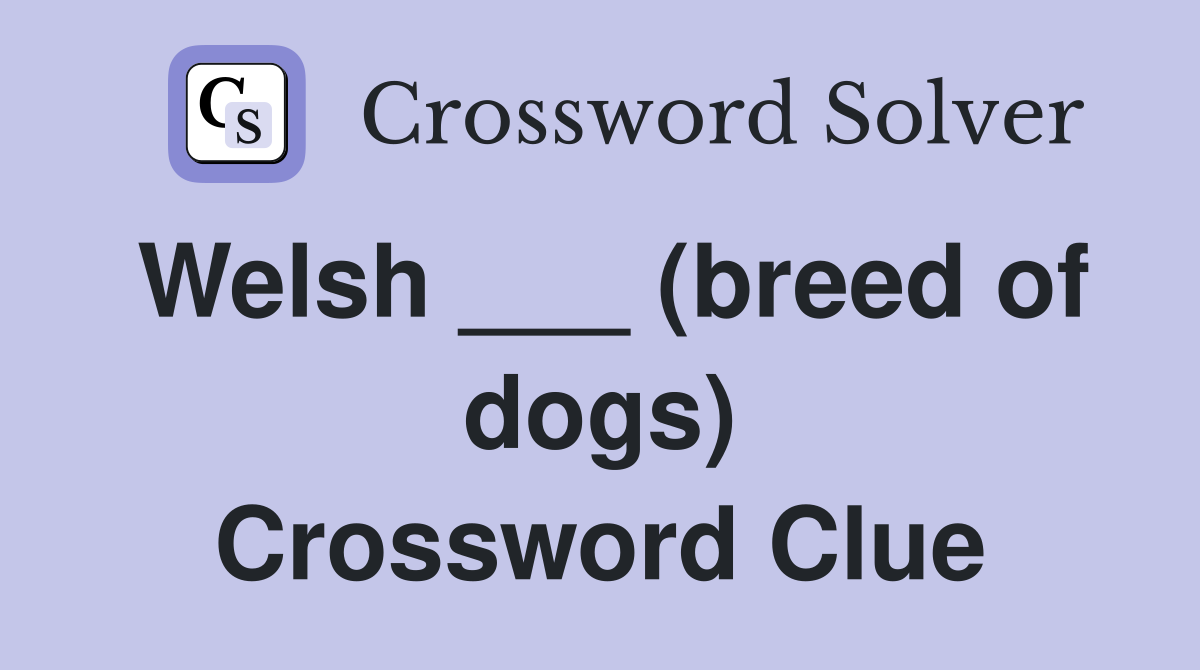 Welsh ___ (breed of dogs) Crossword Clue
