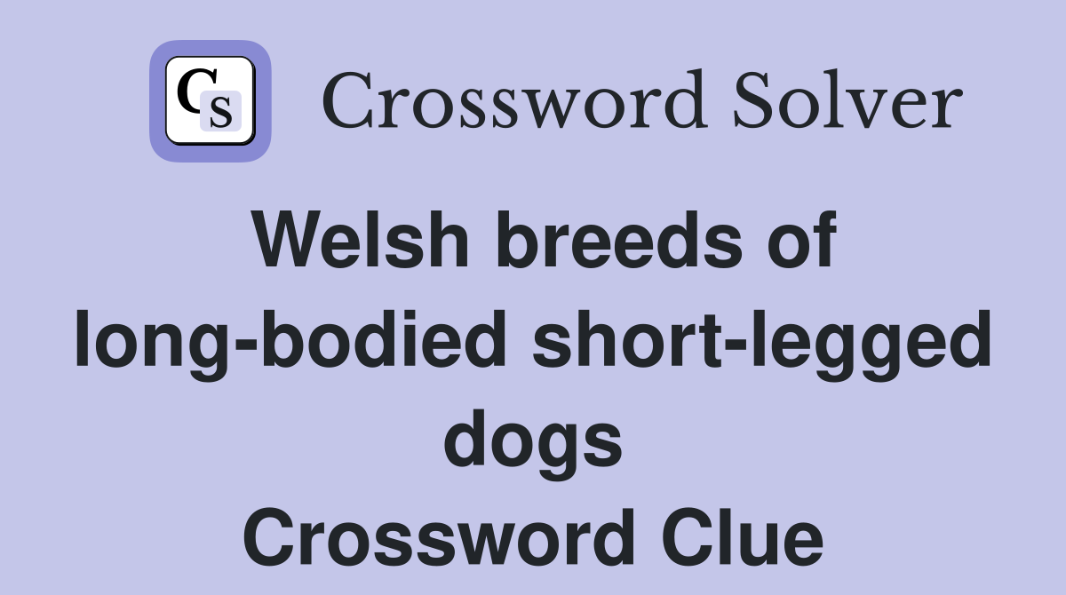 Welsh breeds of long-bodied short-legged dogs Crossword Clue