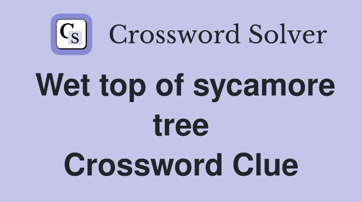 Wet top of sycamore tree Crossword Clue