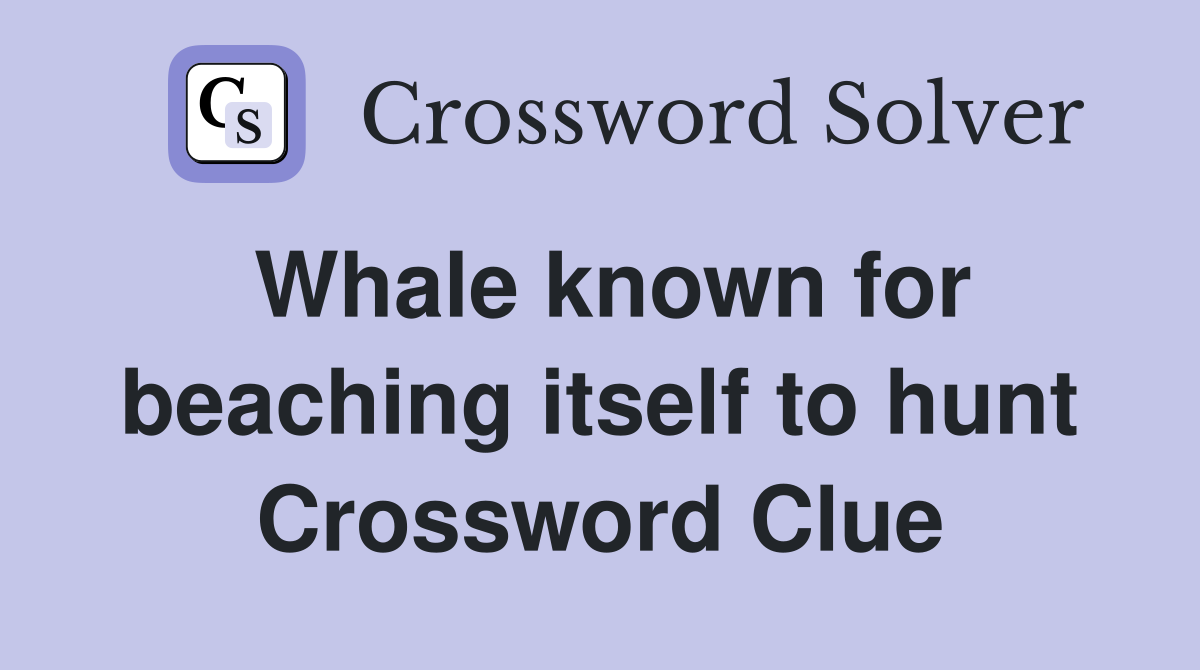 Whale known for beaching itself to hunt Crossword Clue