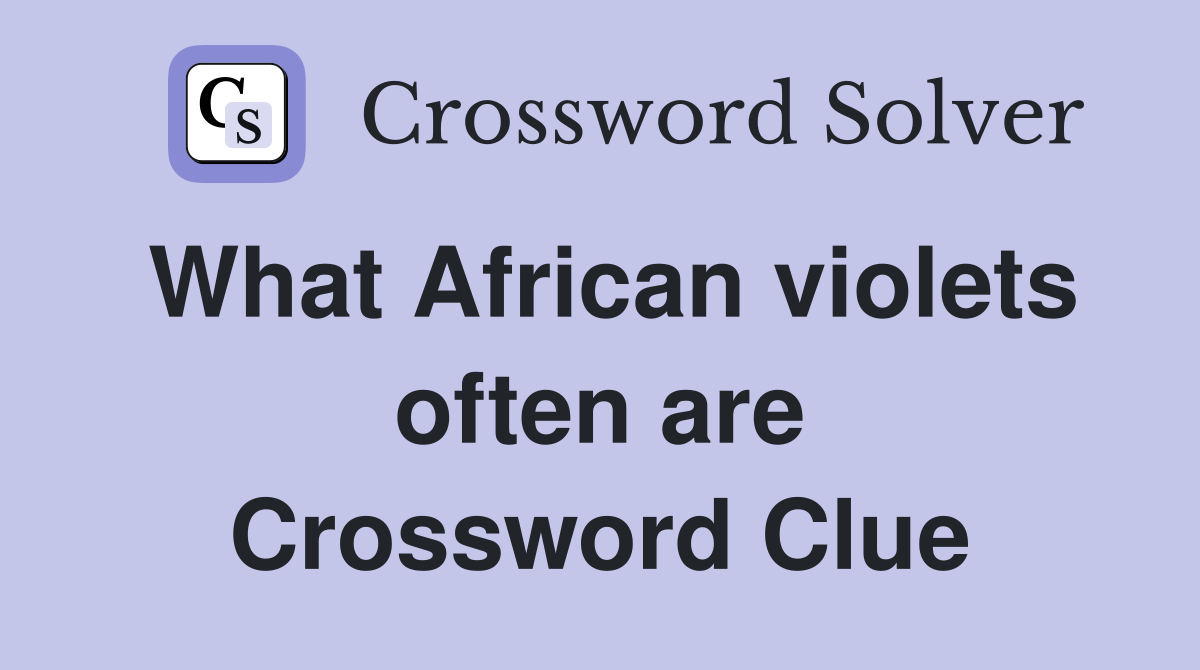 What African violets often are Crossword Clue