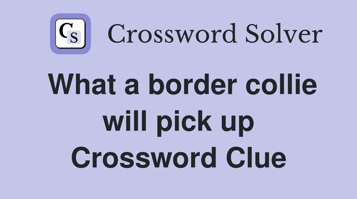 What a border collie will pick up Crossword Clue