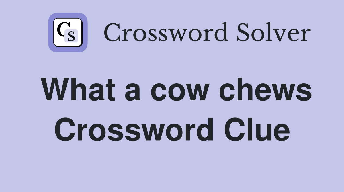 What a cow chews Crossword Clue