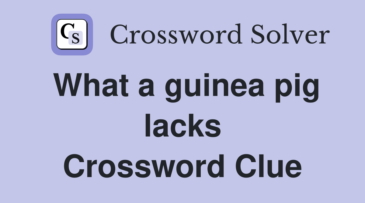 What a guinea pig lacks Crossword Clue