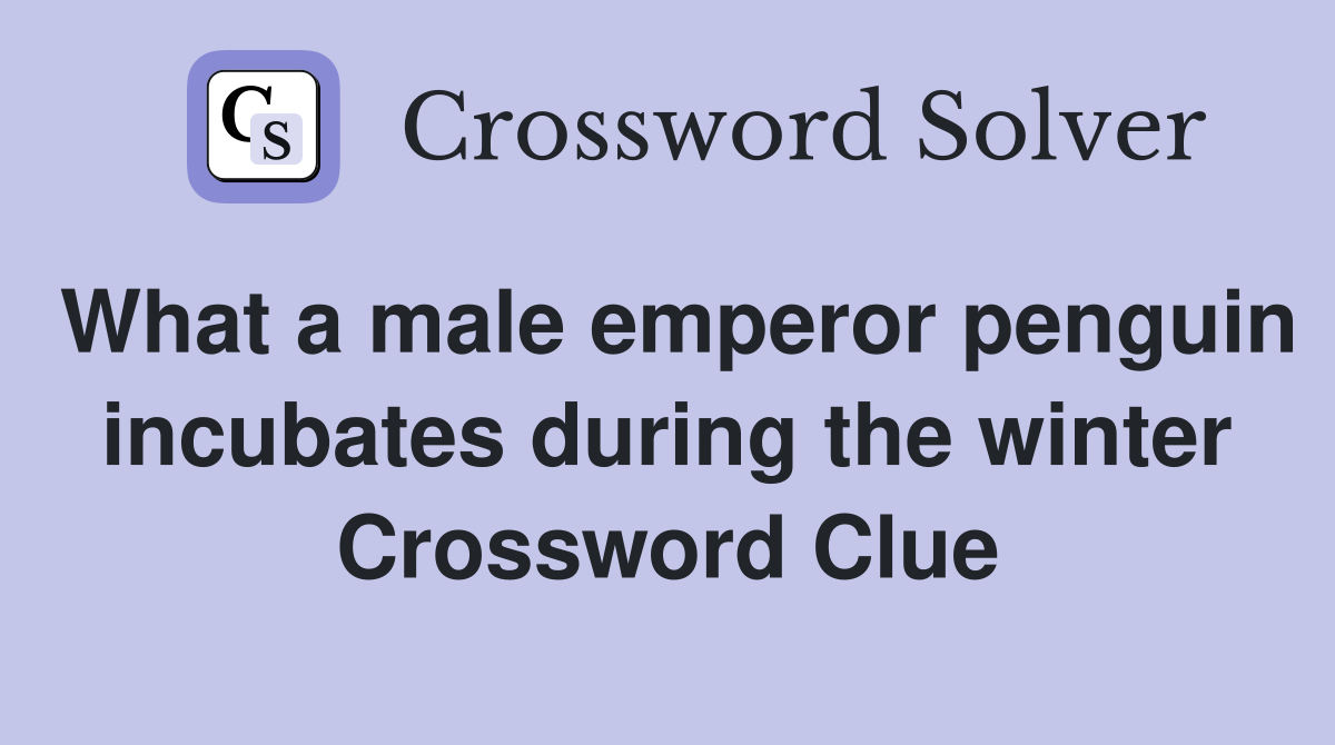 What a male emperor penguin incubates during the winter Crossword Clue