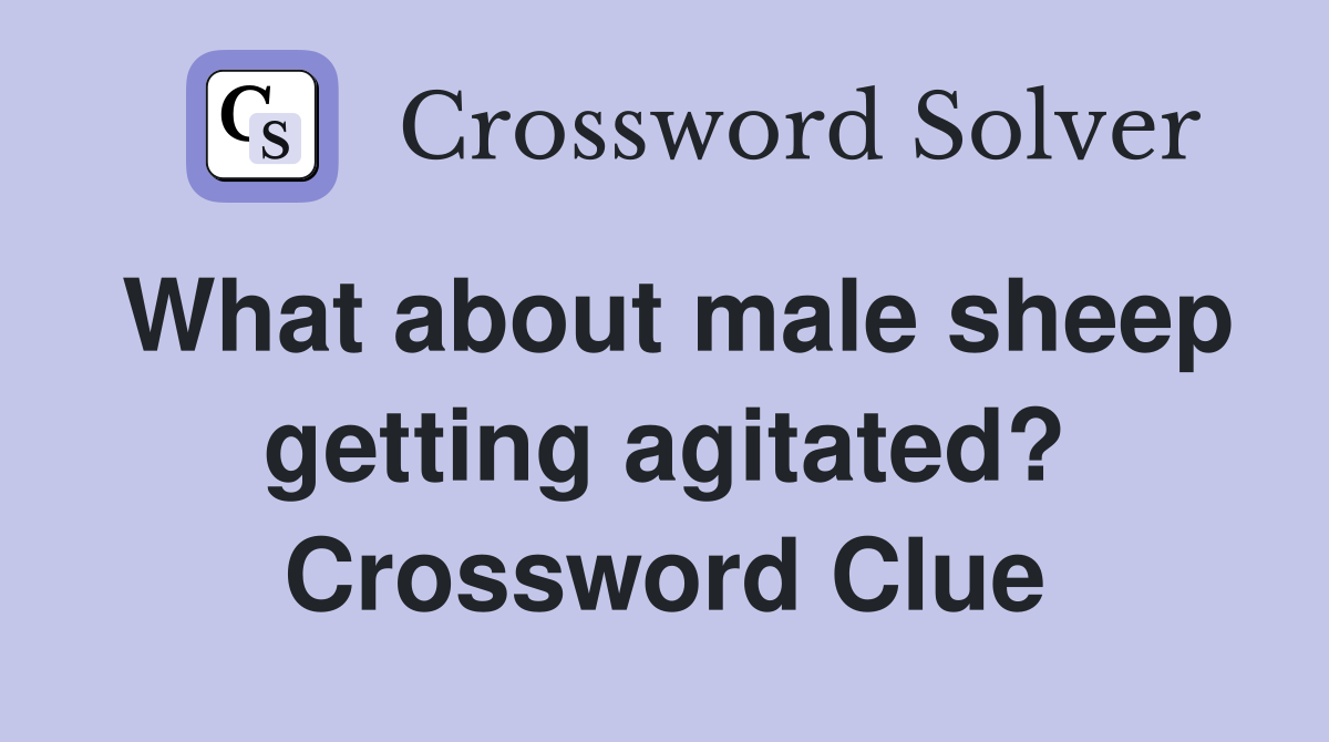 What about male sheep getting agitated? Crossword Clue