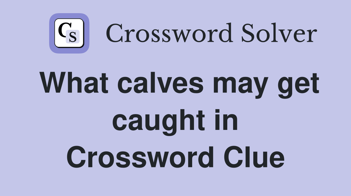 What calves may get caught in Crossword Clue
