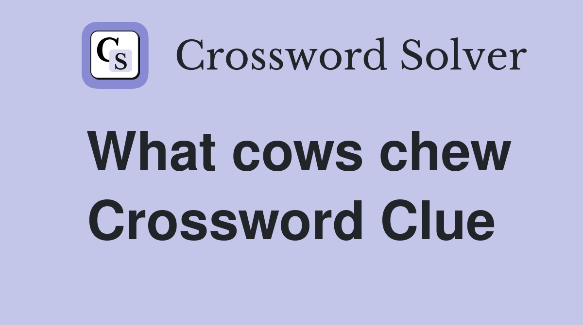 What cows chew Crossword Clue