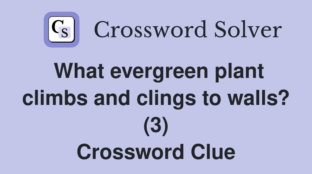 What evergreen plant climbs and clings to walls? (3) Crossword Clue