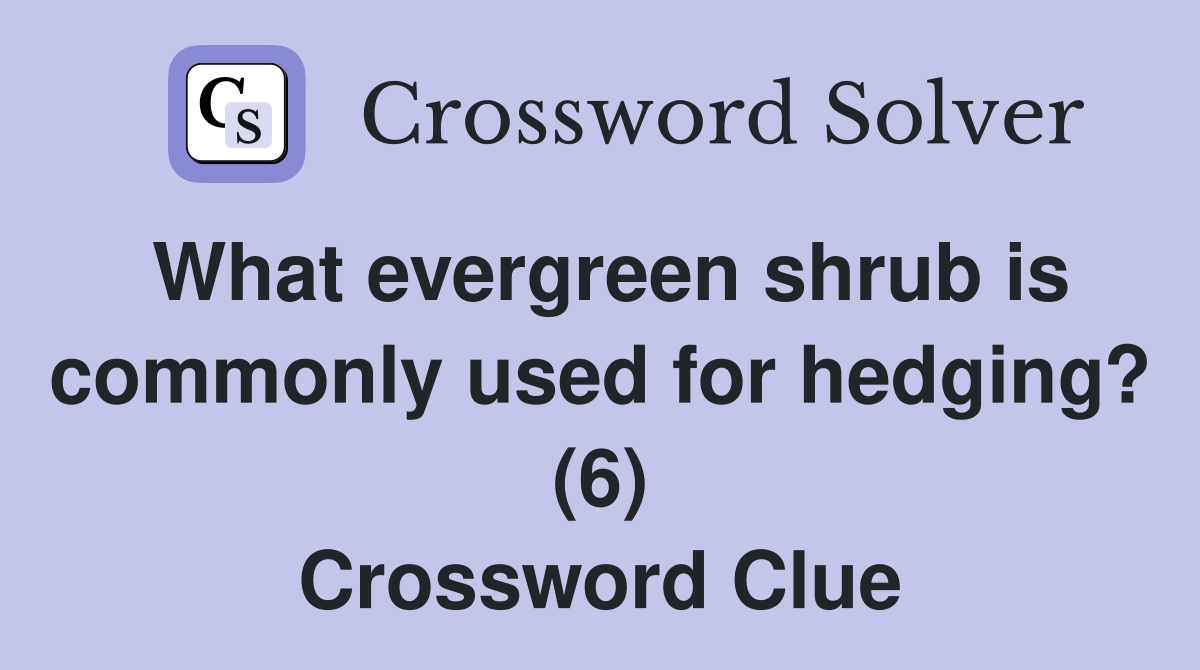 What evergreen shrub is commonly used for hedging? (6) Crossword Clue