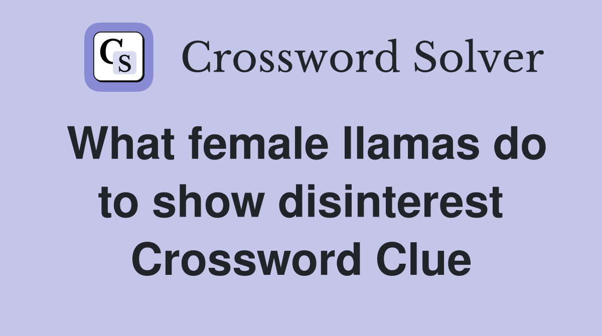 What female llamas do to show disinterest Crossword Clue