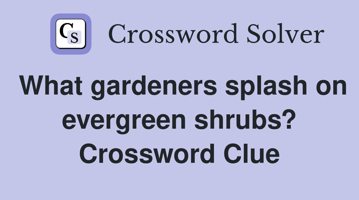What gardeners splash on evergreen shrubs? Crossword Clue