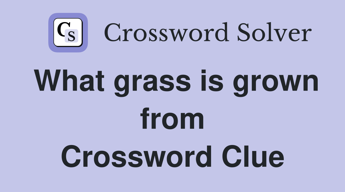 What grass is grown from Crossword Clue