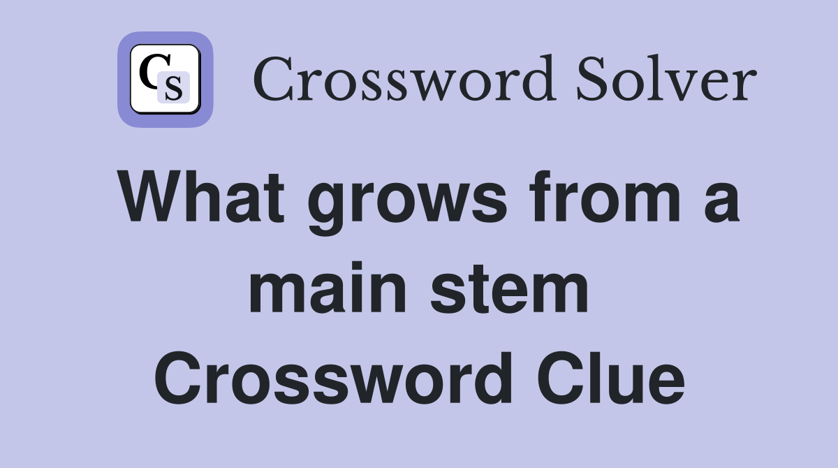 What grows from a main stem Crossword Clue