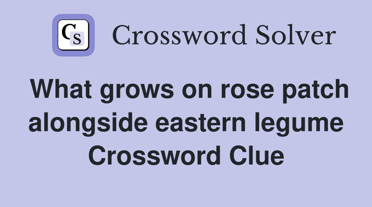 What grows on rose patch alongside eastern legume Crossword Clue