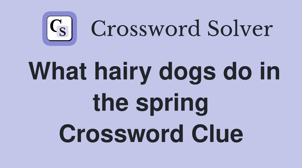 What hairy dogs do in the spring Crossword Clue