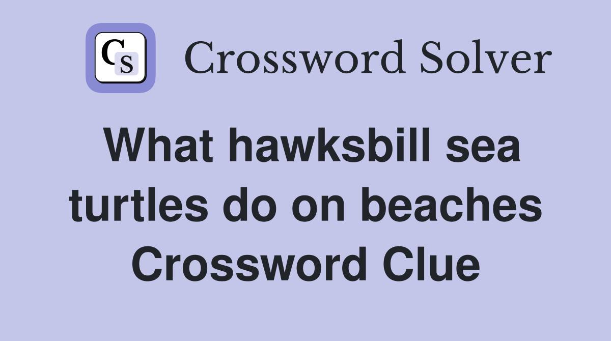 What hawksbill sea turtles do on beaches Crossword Clue