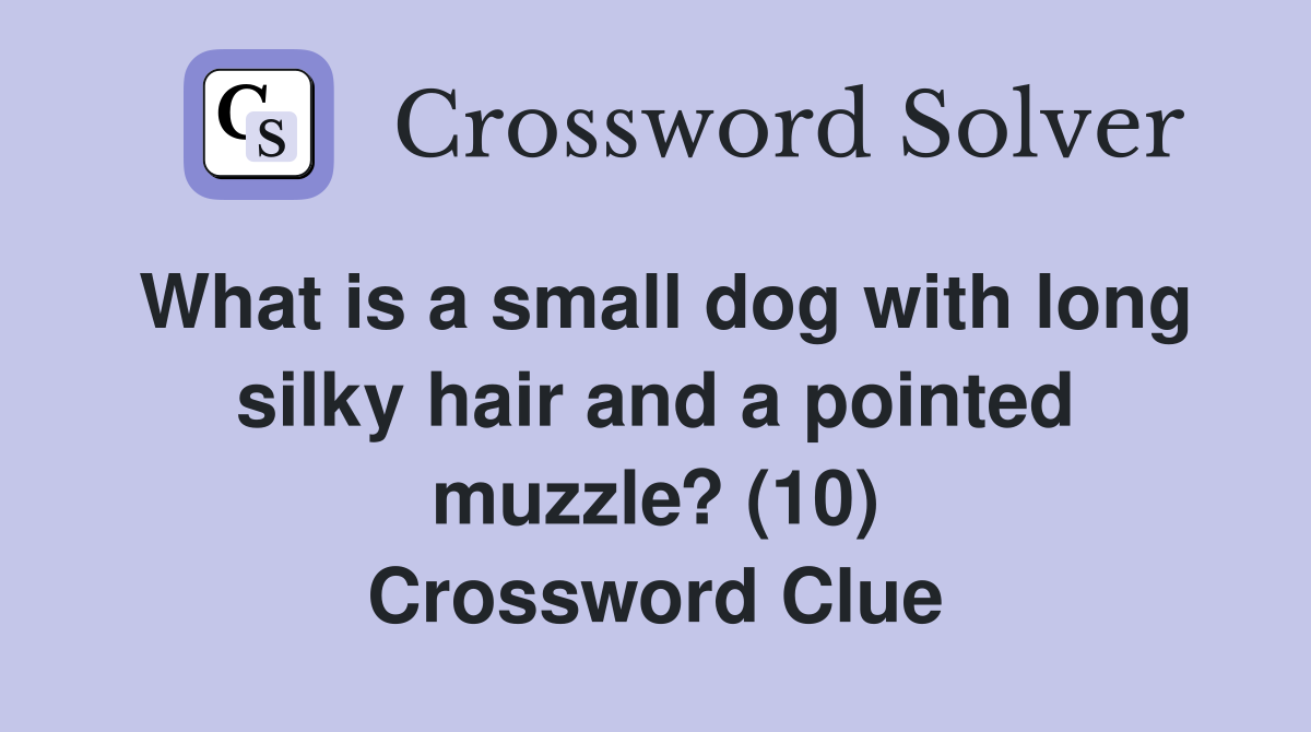 What is a small dog with long silky hair and a pointed muzzle? (10) Crossword Clue