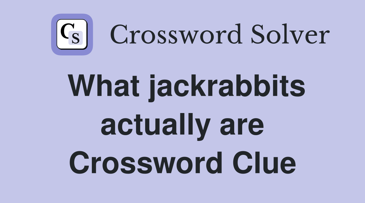 What jackrabbits actually are Crossword Clue