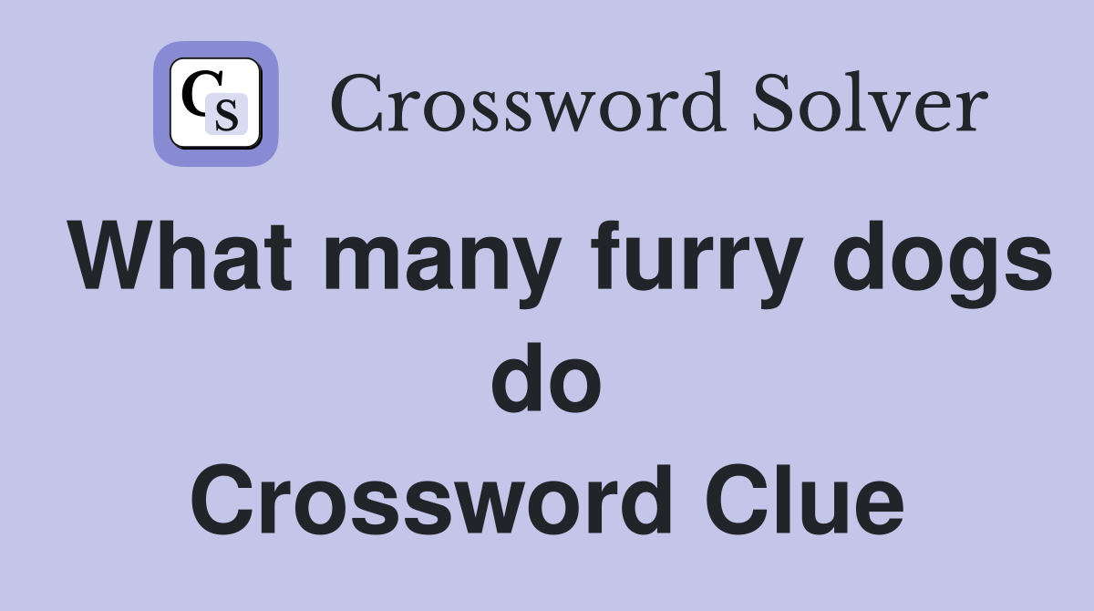 What many furry dogs do Crossword Clue
