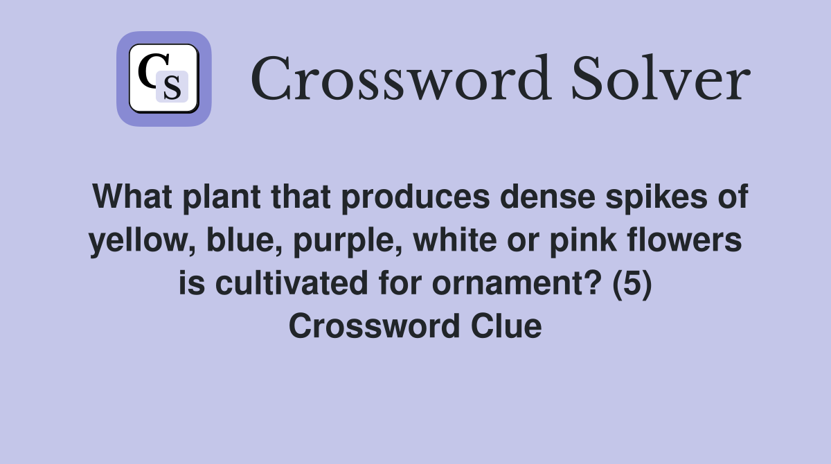 What plant that produces dense spikes of yellow, blue, purple, white or pink flowers is cultivated for ornament? (5) Crossword Clue