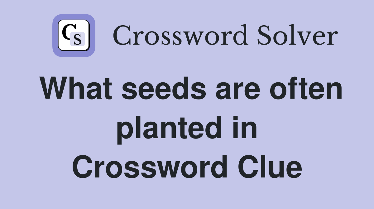 What seeds are often planted in Crossword Clue
