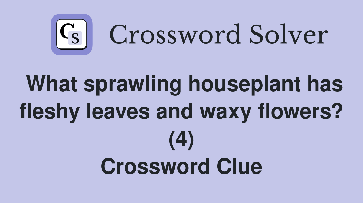 What sprawling houseplant has fleshy leaves and waxy flowers? (4) Crossword Clue