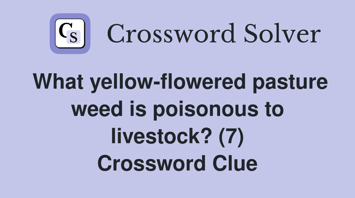 What yellow-flowered pasture weed is poisonous to livestock? (7) Crossword Clue