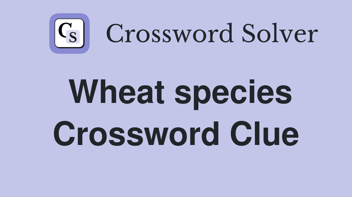 Wheat species Crossword Clue
