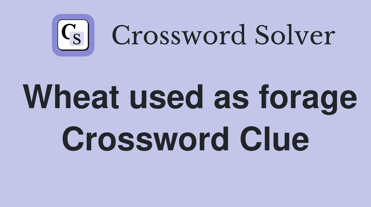 Wheat used as forage Crossword Clue