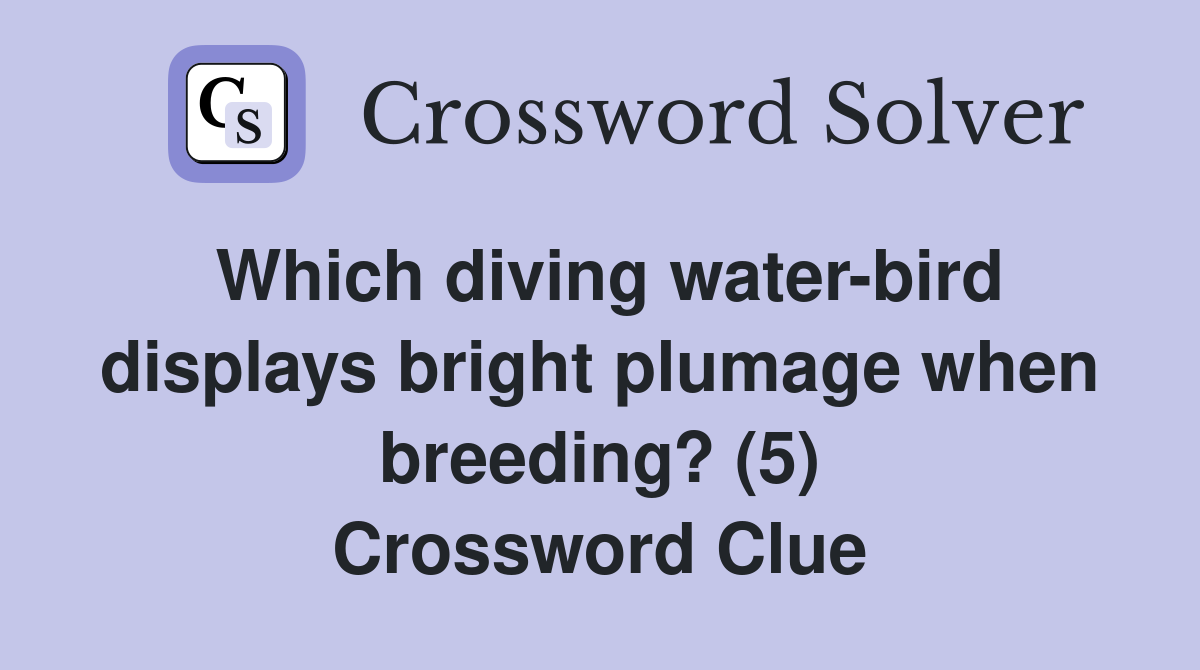 Which diving water-bird displays bright plumage when breeding? (5) Crossword Clue