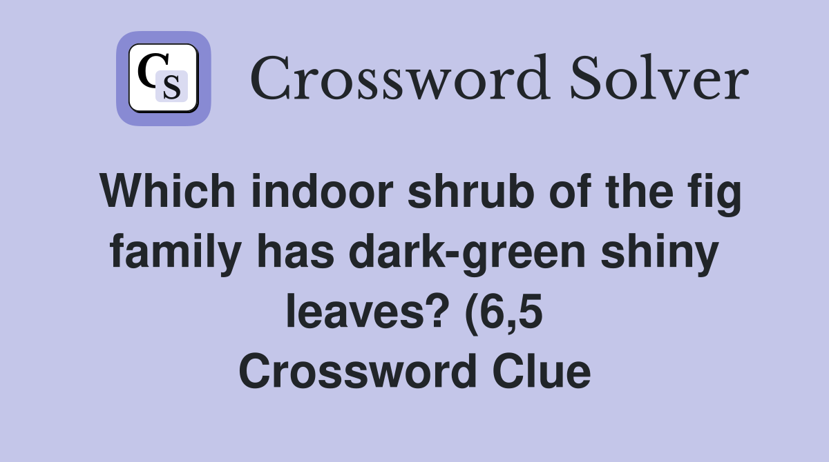 Which indoor shrub of the fig family has dark green shiny leaves? (6 5 Which indoor shrub of the fig family has dark green shiny leaves? (6 5