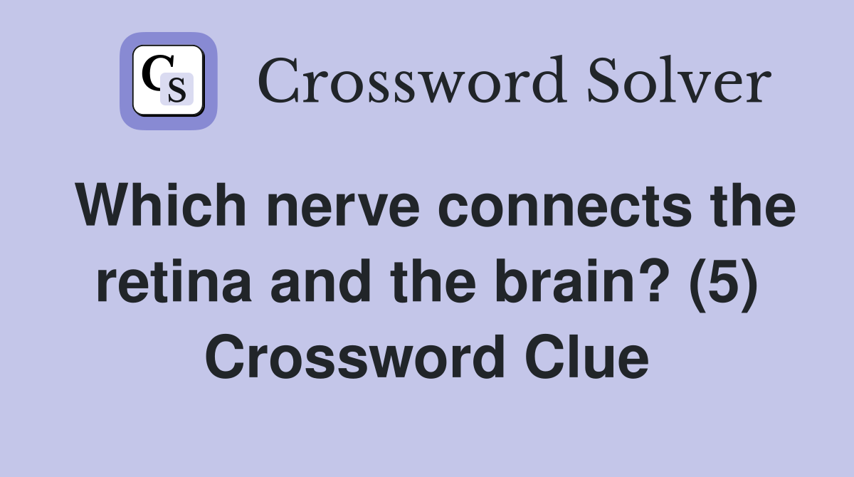 Which nerve connects the retina and the brain? (5) Crossword Clue