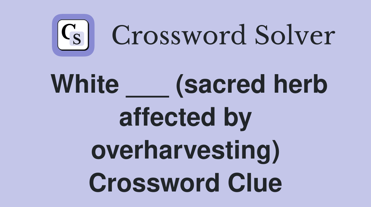 White ___ (sacred herb affected by overharvesting) Crossword Clue