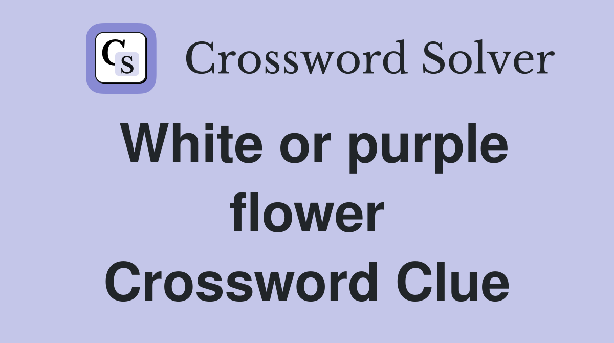 White or purple flower Crossword Clue